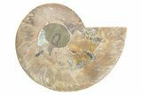 Cut & Polished Ammonite Fossil (Half) - Madagascar #223152-1